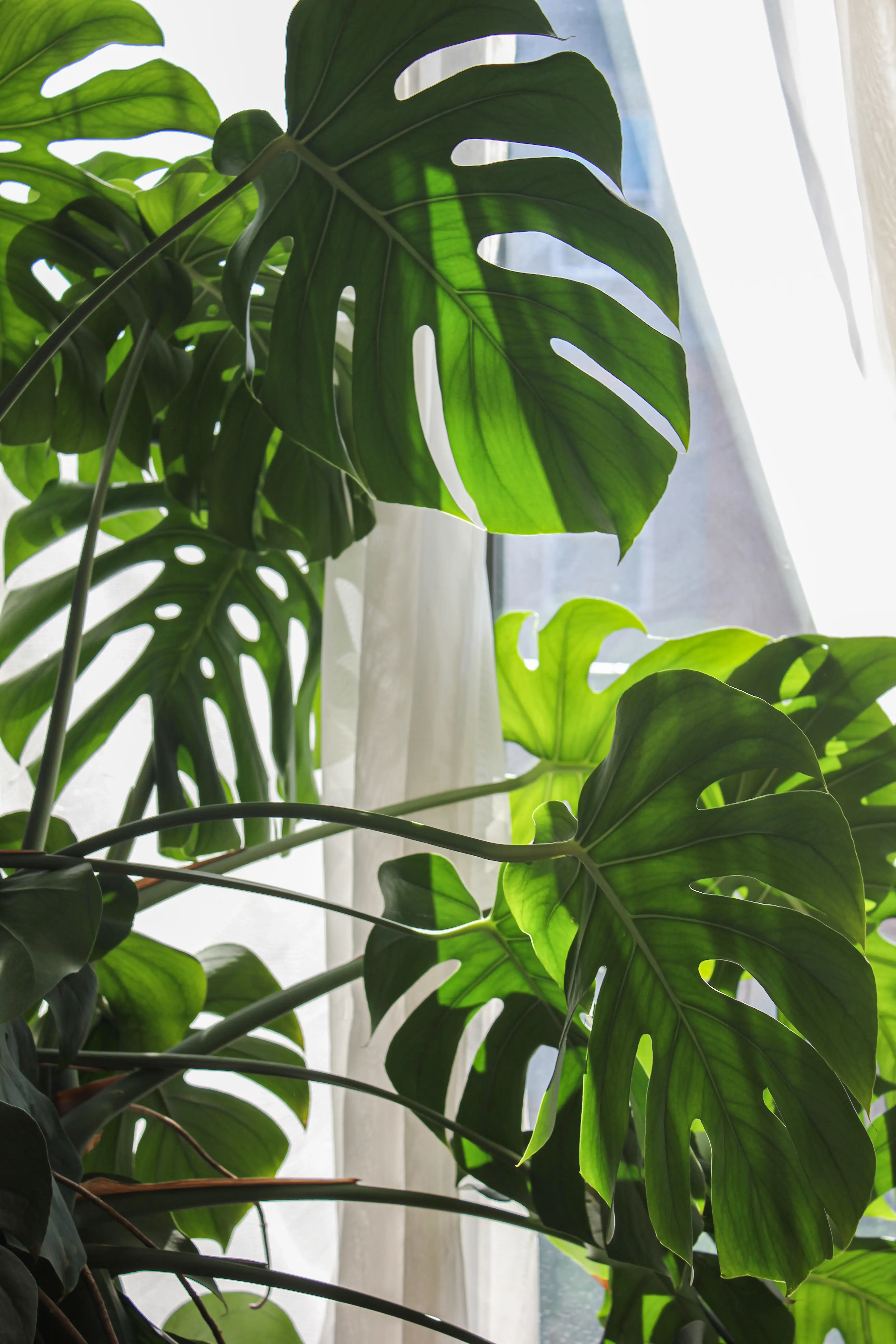 Thumbnail of Monstera