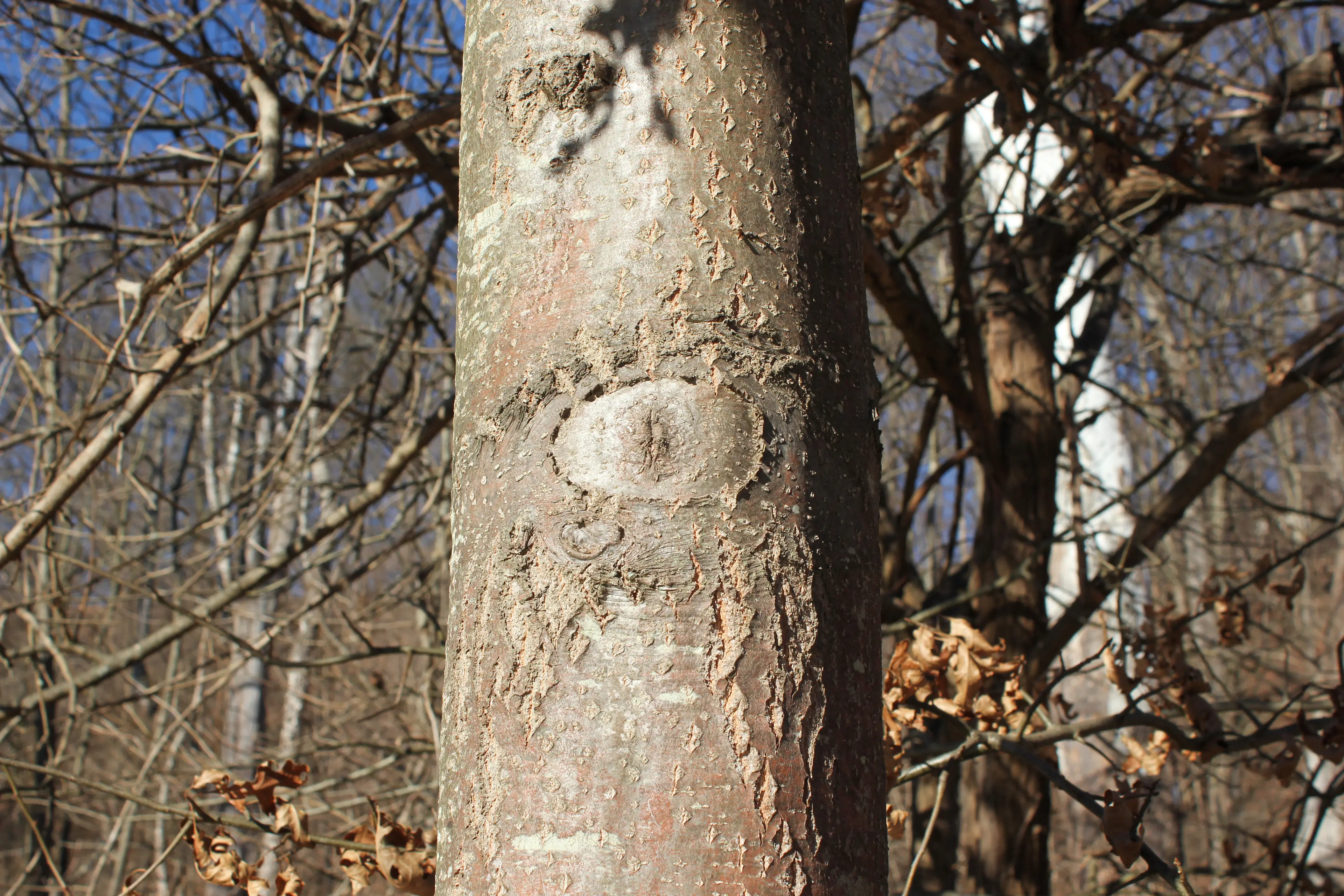 Thumbnail of Tree