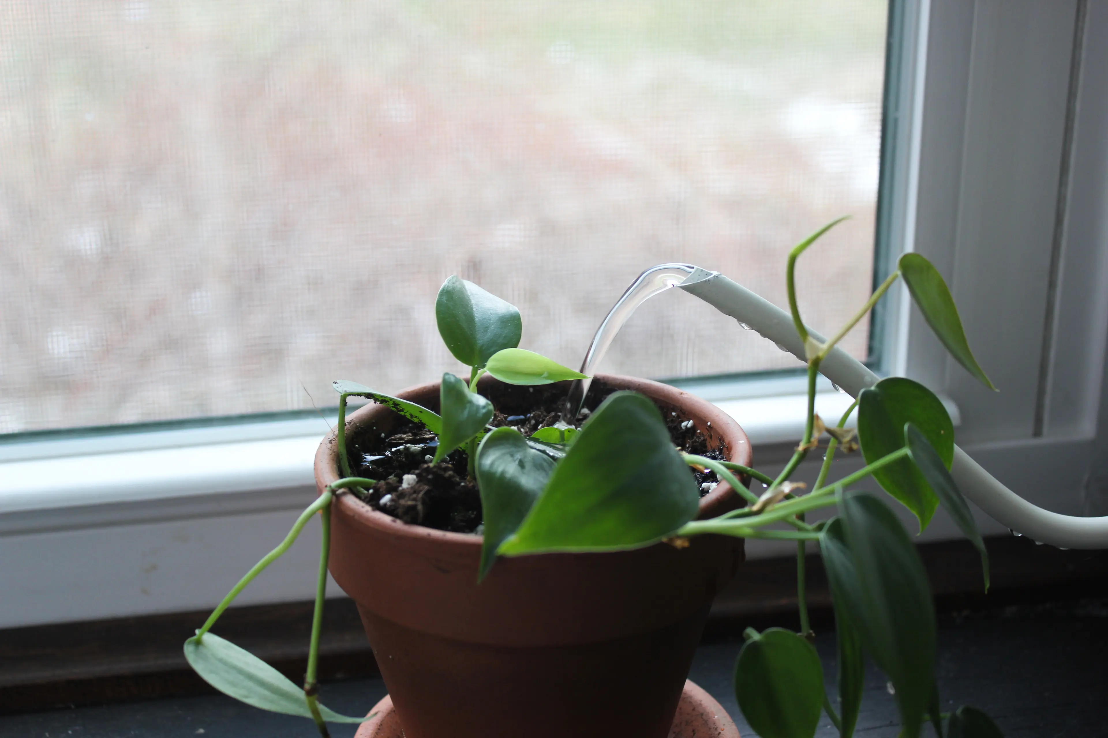 Thumbnail of Watering